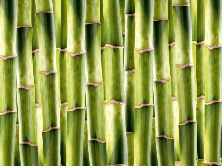 Fototapeta 4dílná bambu | Fototapety - Fototapety na zeď Fototapeta 4dílná bambu | Fototapety - Fototapety na zeď