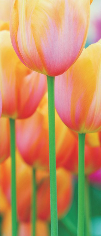 Fototapeta 1dílná Tulip | Fototapety - FOTOTAPETY 1DÍLNÉ Fototapeta 1dílná Tulip | Fototapety - FOTOTAPETY 1DÍLNÉ