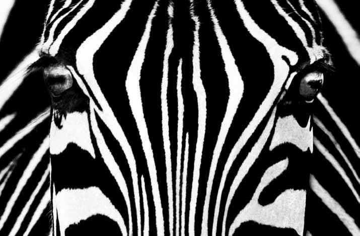 Obrazový plakát zebra | Fototapety - FOTOTAPETY 1DÍLNÉ