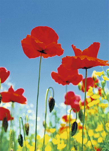 Fototapeta 4dílná Poppy Field | Fototapety - FOTOTAPETY 4DÍLNÉ Fototapeta 4dílná Poppy Field | Fototapety - FOTOTAPETY 4DÍLNÉ