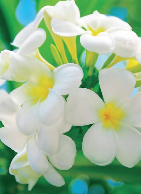 Fototapeta 4dílná Blossom  | Fototapety - Fototapety na zeď