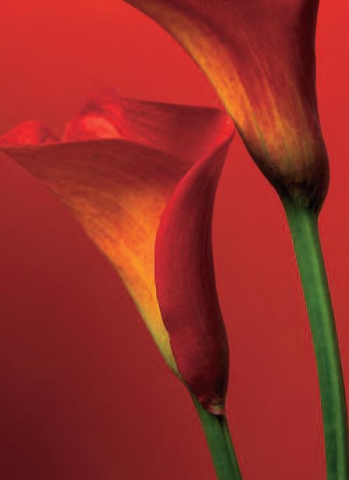 Fototapeta 4dílná Red Calla Lilies | Fototapety - FOTOTAPETY 4DÍLNÉ