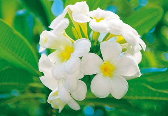 Fototapeta 8dílná Frangipani Blossoms, Kuramathi Island | Fototapety - FOTOTAPETY 8DÍLNÉ Fototapeta 8dílná Frangipani Blossoms, Kuramathi Island | Fototapety - FOTOTAPETY 8DÍLNÉ