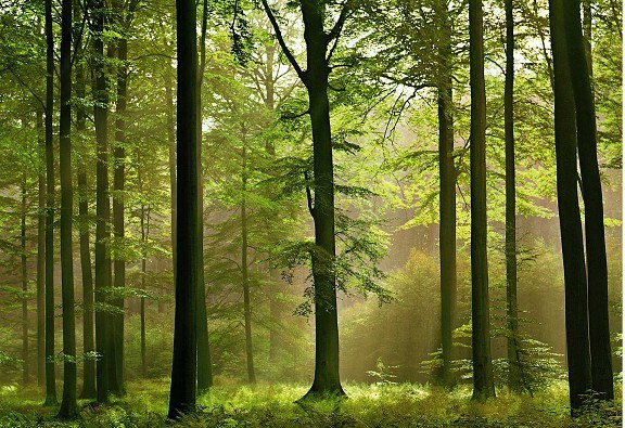 Fototapeta 8dílná Autumn Forest | Fototapety - FOTOTAPETY 8DÍLNÉ